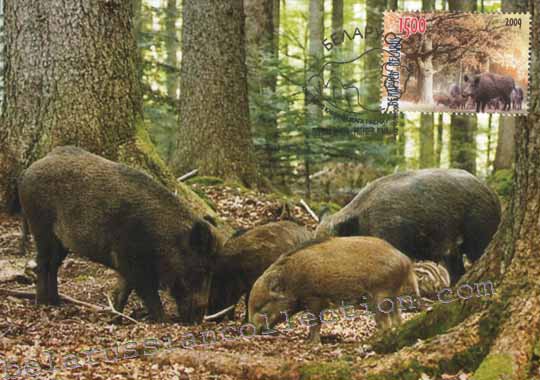 Wild boar (Sus scrofa)